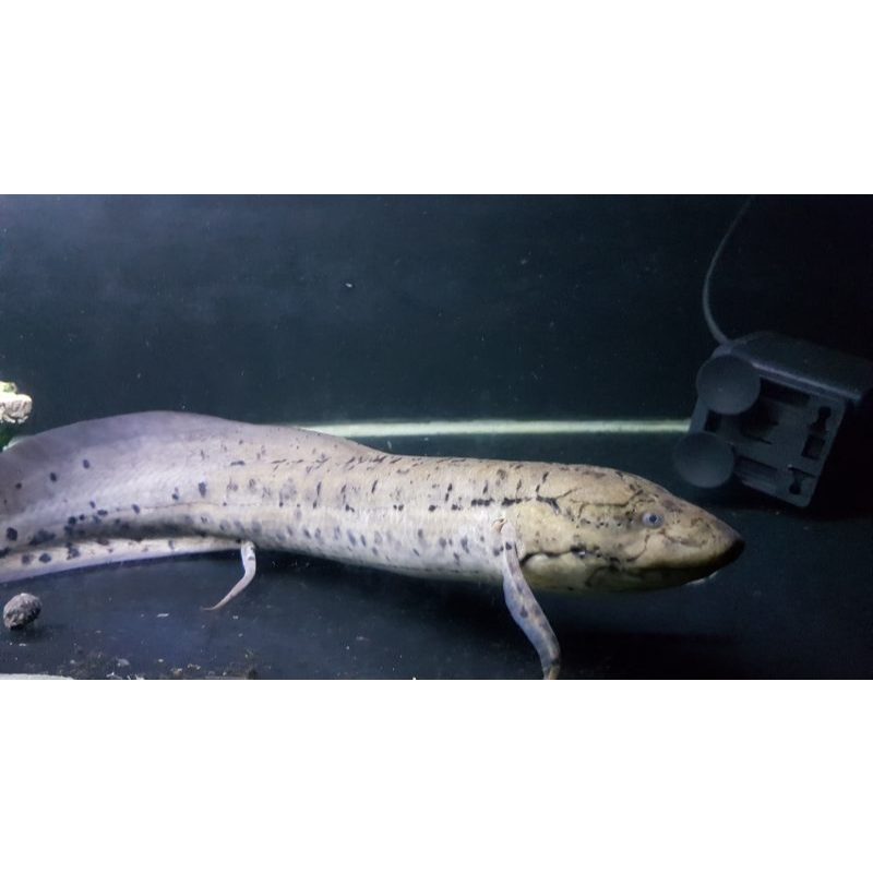 IKAN HIAS AFRICAN LUNGFISH ( protopterus annectens )