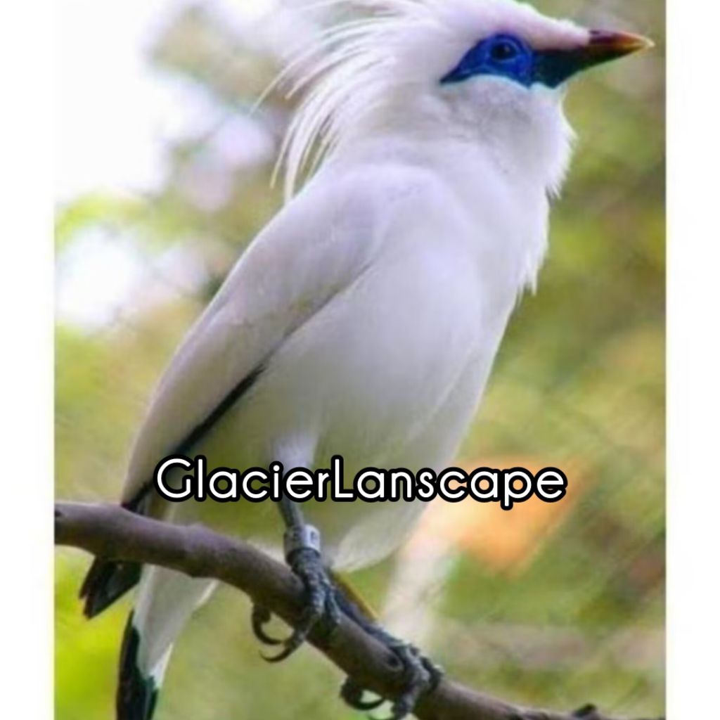 

Telur Fertil Jalak Bali 100% Menetas