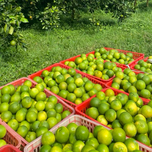 

Jeruk Manis (Baby Java) 1 Kg