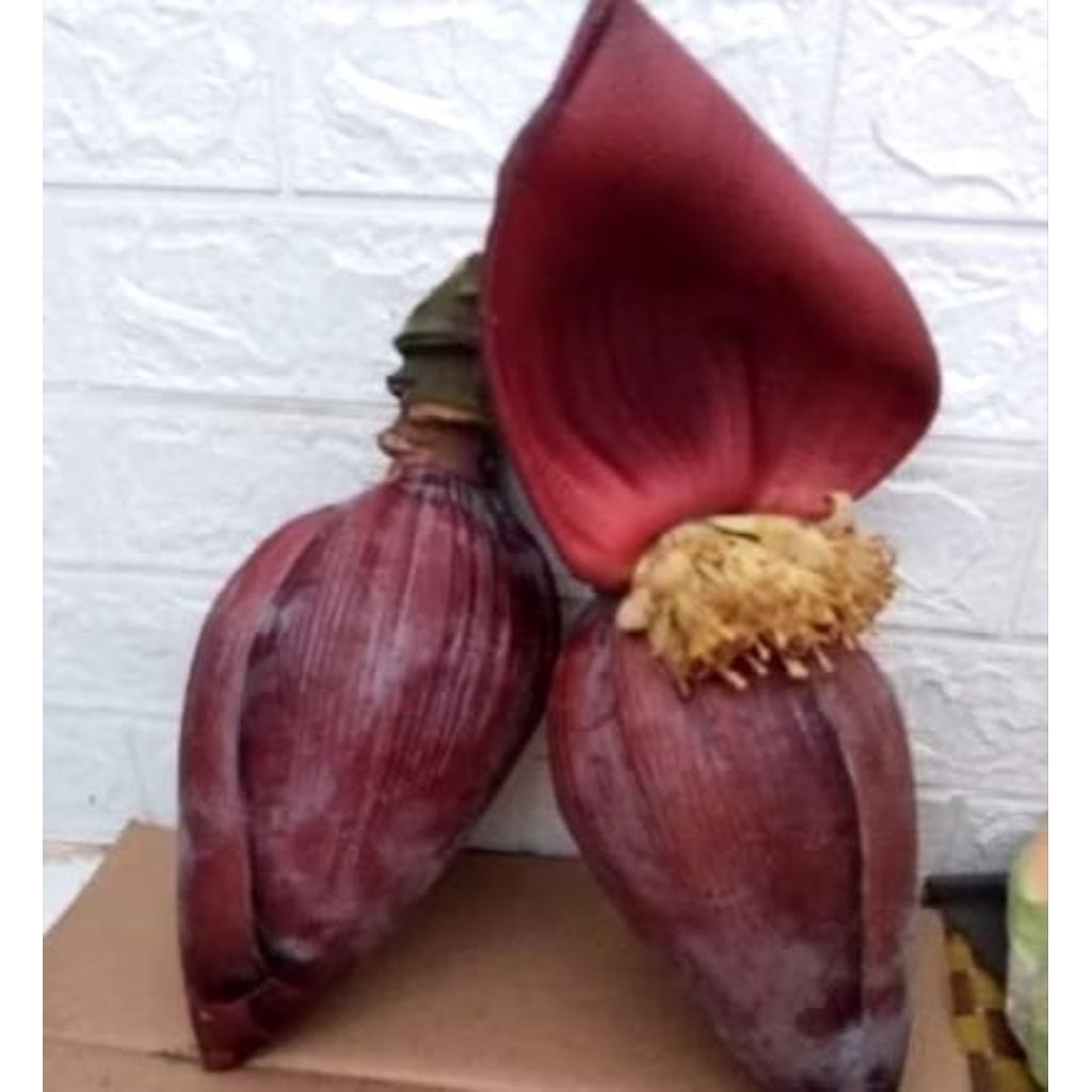 

Jantung pisang kepok otong / Ontong organik per buah