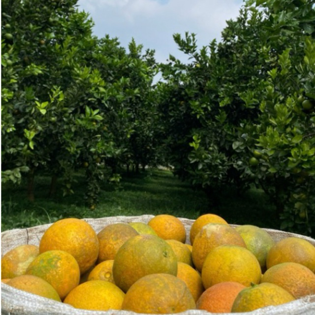 

Jeruk Iris Manis / Baby java 3 kg