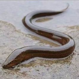 

Belut sawah segar 1 KG (hidup) murah