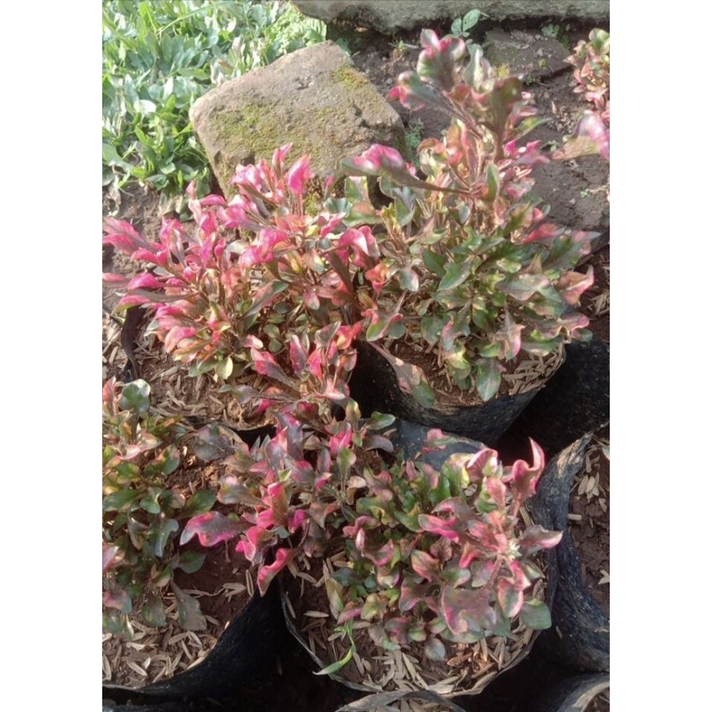 TANAMAN BUNGA / BUNGA KROKOT MERAH