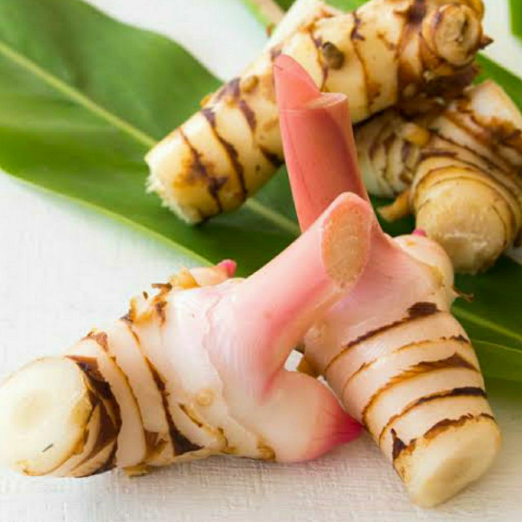 

Lengkuas Fress Langsung Cabut Dari Kebun