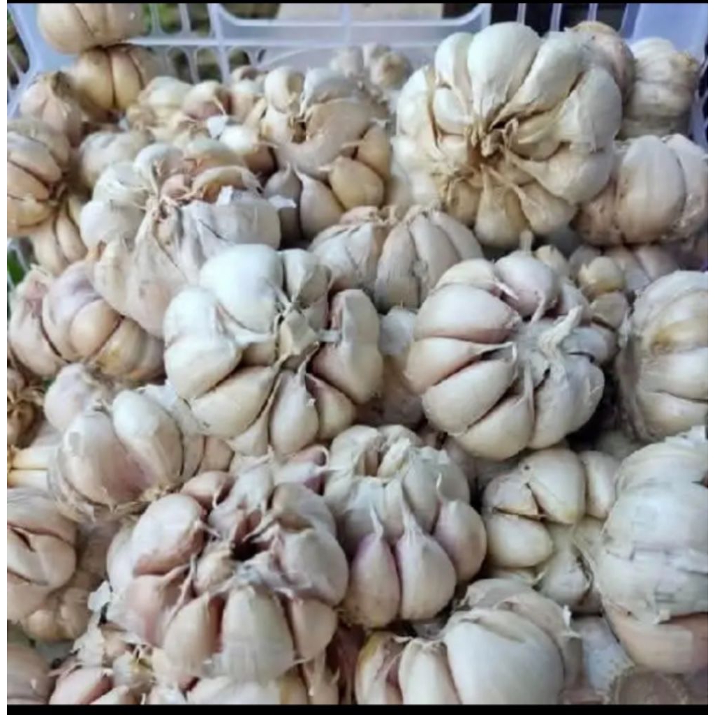 

bawang putih fresh bersih 1 kg