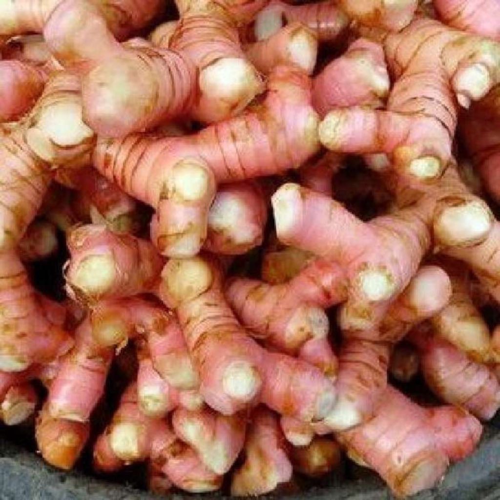 

lengkuas/Laja merah per 1 kg cek deskripsi nya