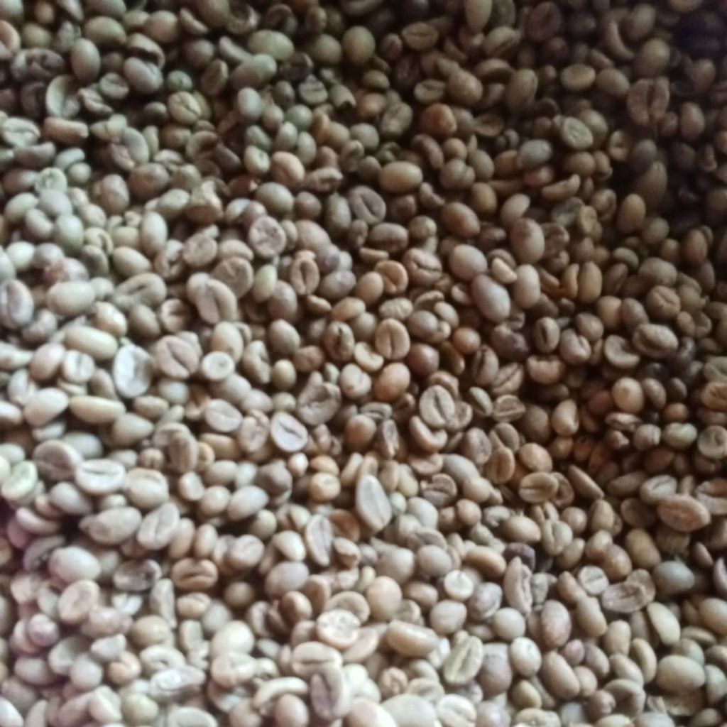 

Biji kopi mentah/ green bean ROBUSTA 1kg dari lereng pegunungan Argopuro krucil probolinggo