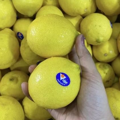 

Buah lemon segar Australia super fresh 1 kg