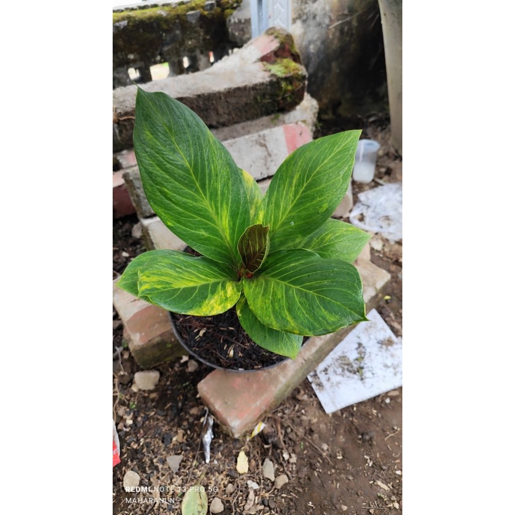 jemani cobra catalog varigata