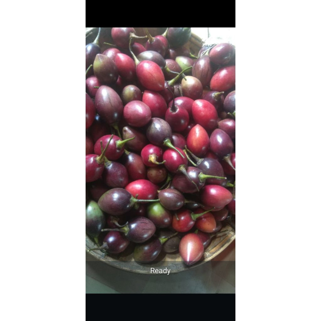 

Tamarillo/Terong Belanda