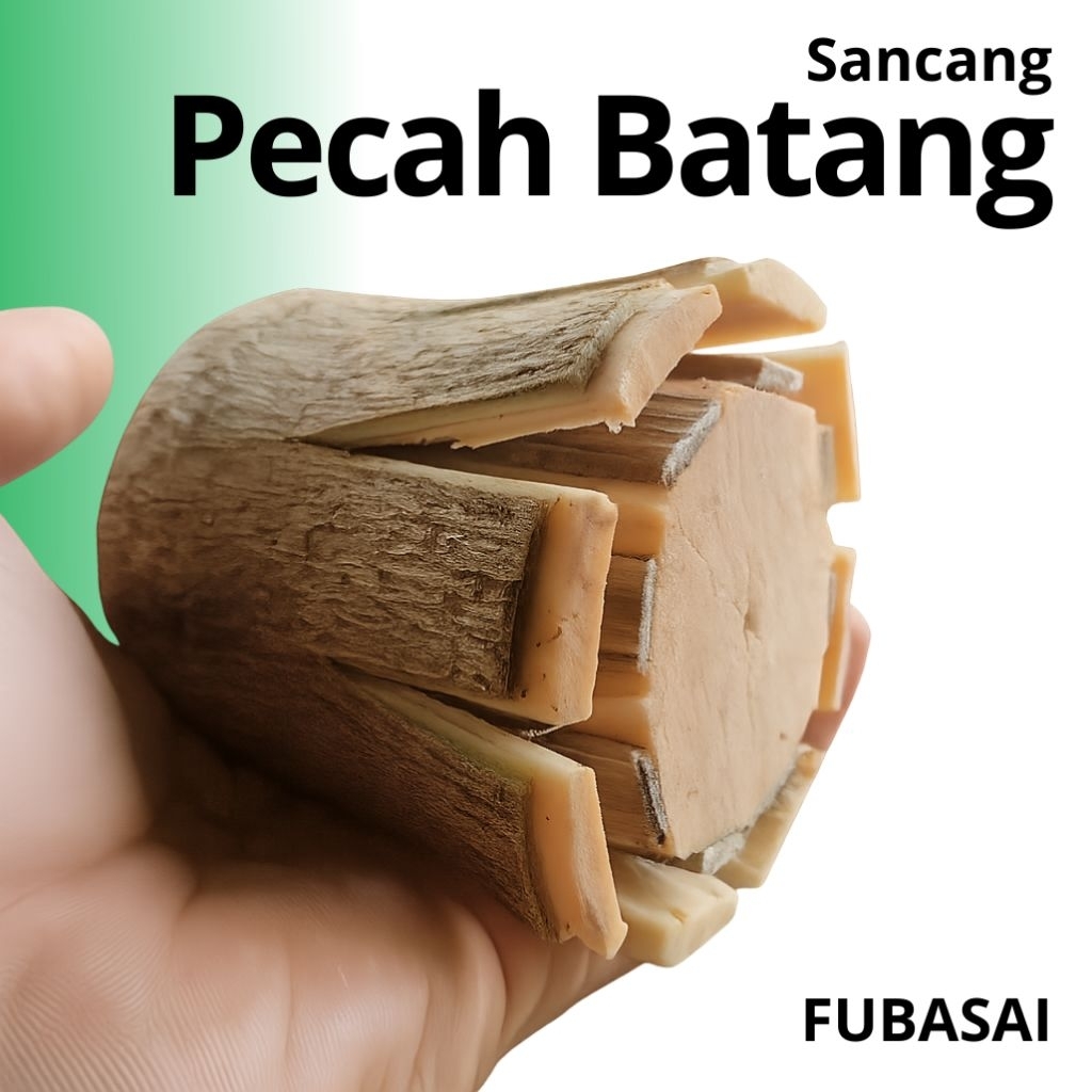 Stek Sancang Pecah Batang 8 | Bahan Bonsai Sancang Jumbo untuk Bogel Program Akar