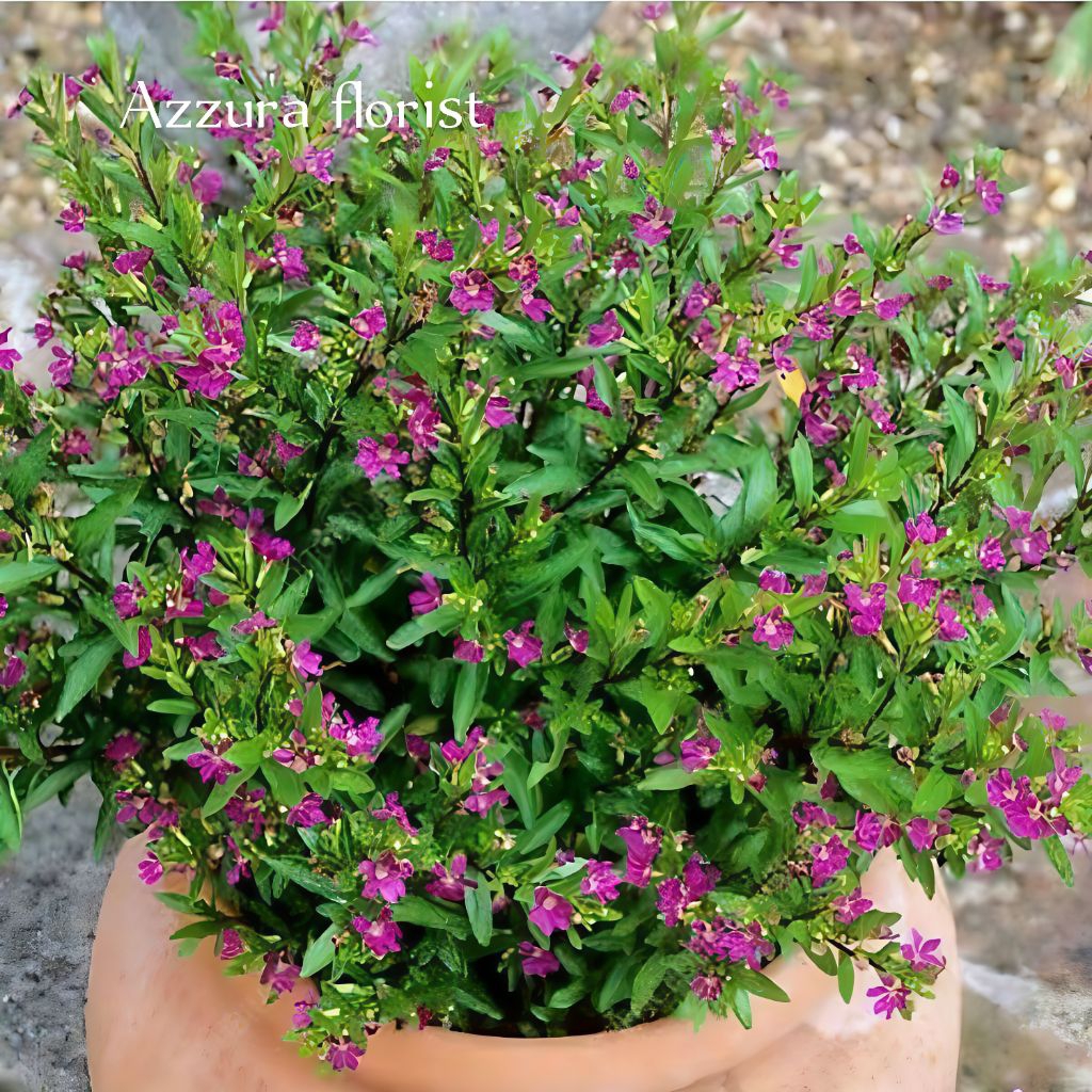 ( BISA COD ) Tanaman hias seribu bintang bunga ungu muda { Taiwan bunga ungu muda }