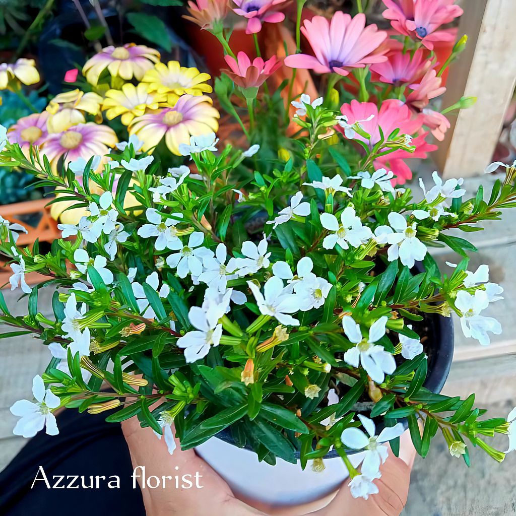 ( BISA COD ) Tanaman hias seribu bintang bunga putih { Taiwan bunga putih }