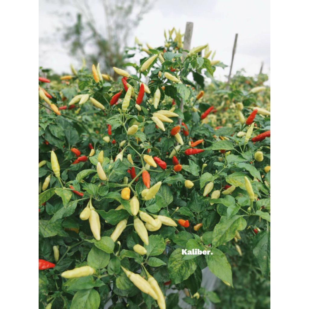 100 BIJI CABE KALIBER BIBIT CABAI KALIBER ORIGINAL WIJITANI