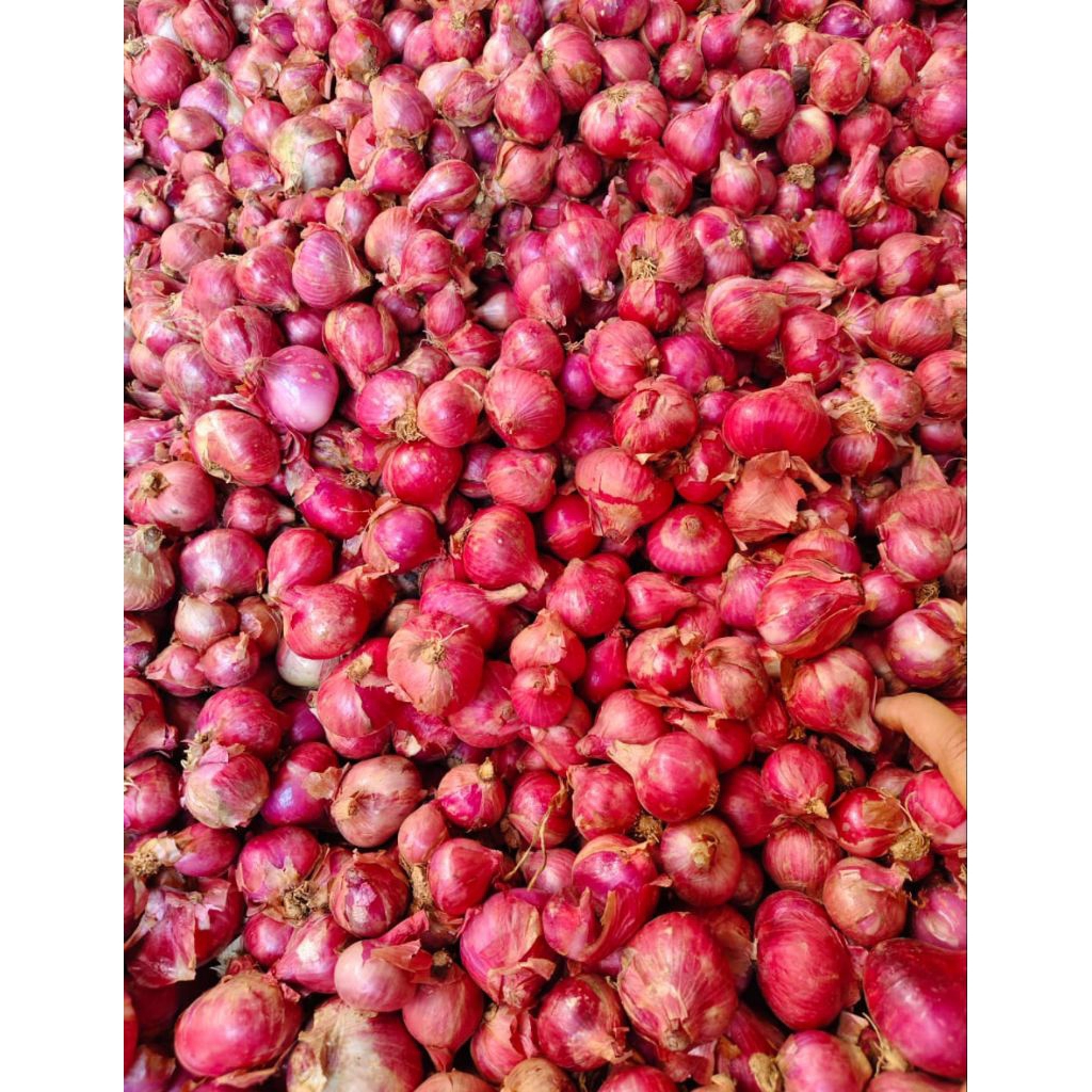 

Bawang Merah 1 Kg Termurah Terlaris