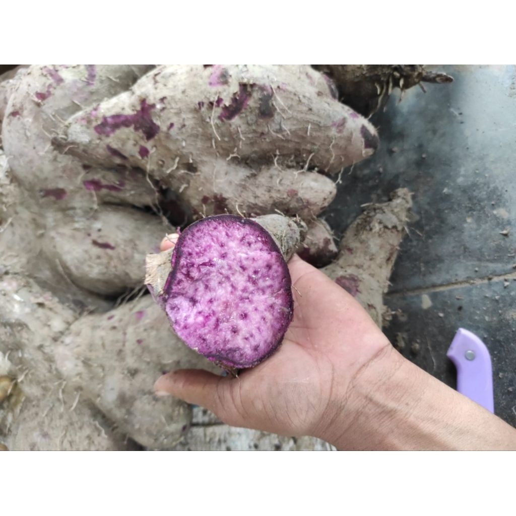 

umbi uwi ungu kemasan 1 kg