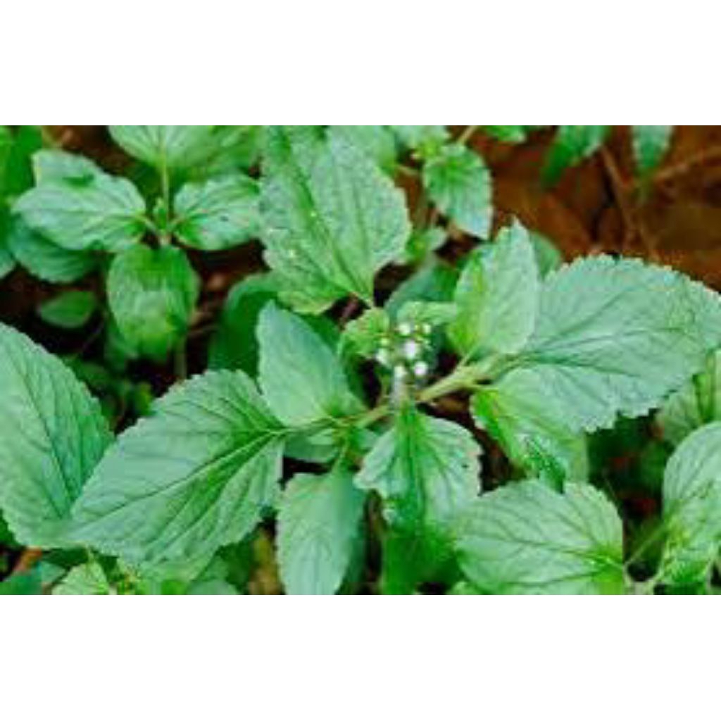 

daun bandotan segar 1kg