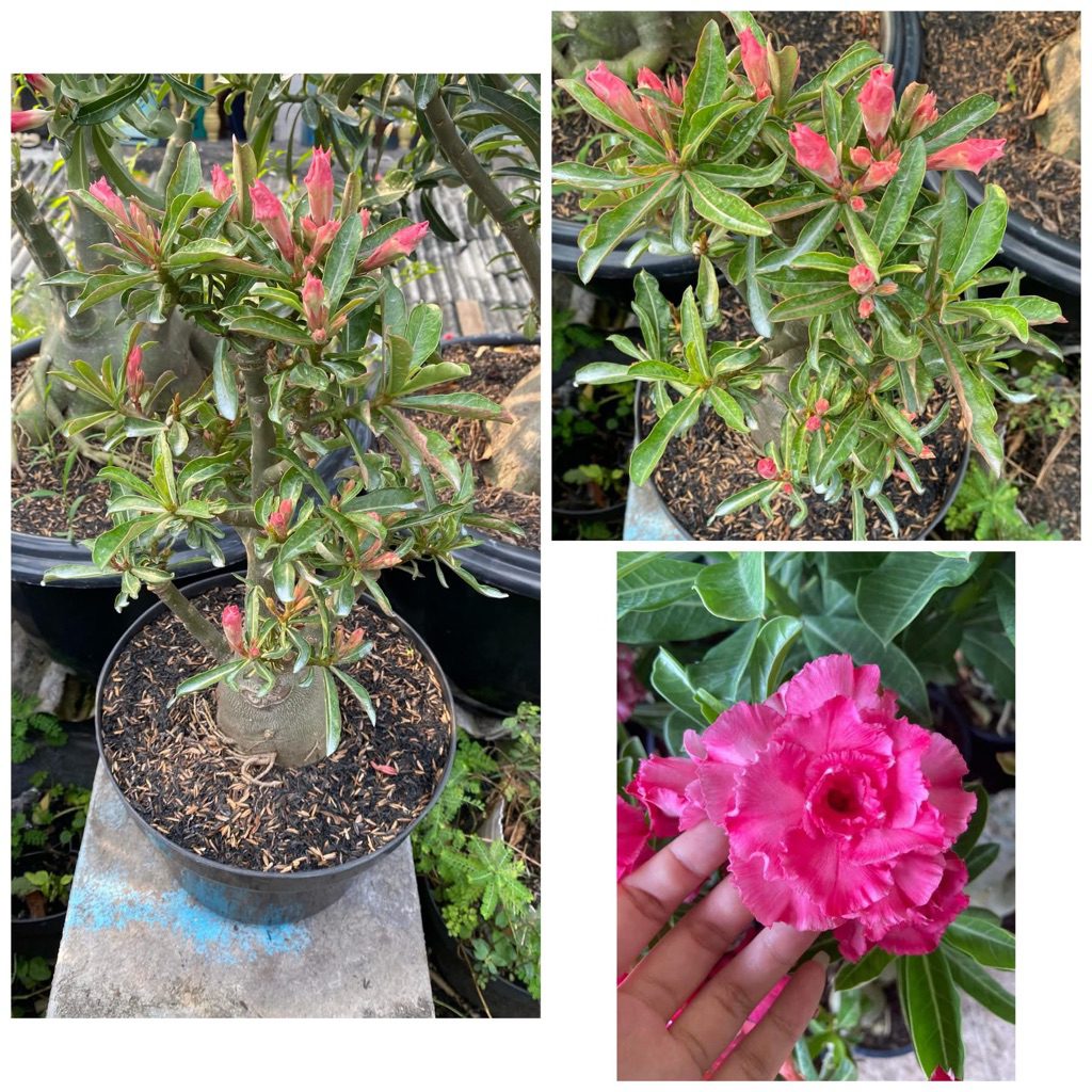 Adenium Grafting Size D+ “Camelia”