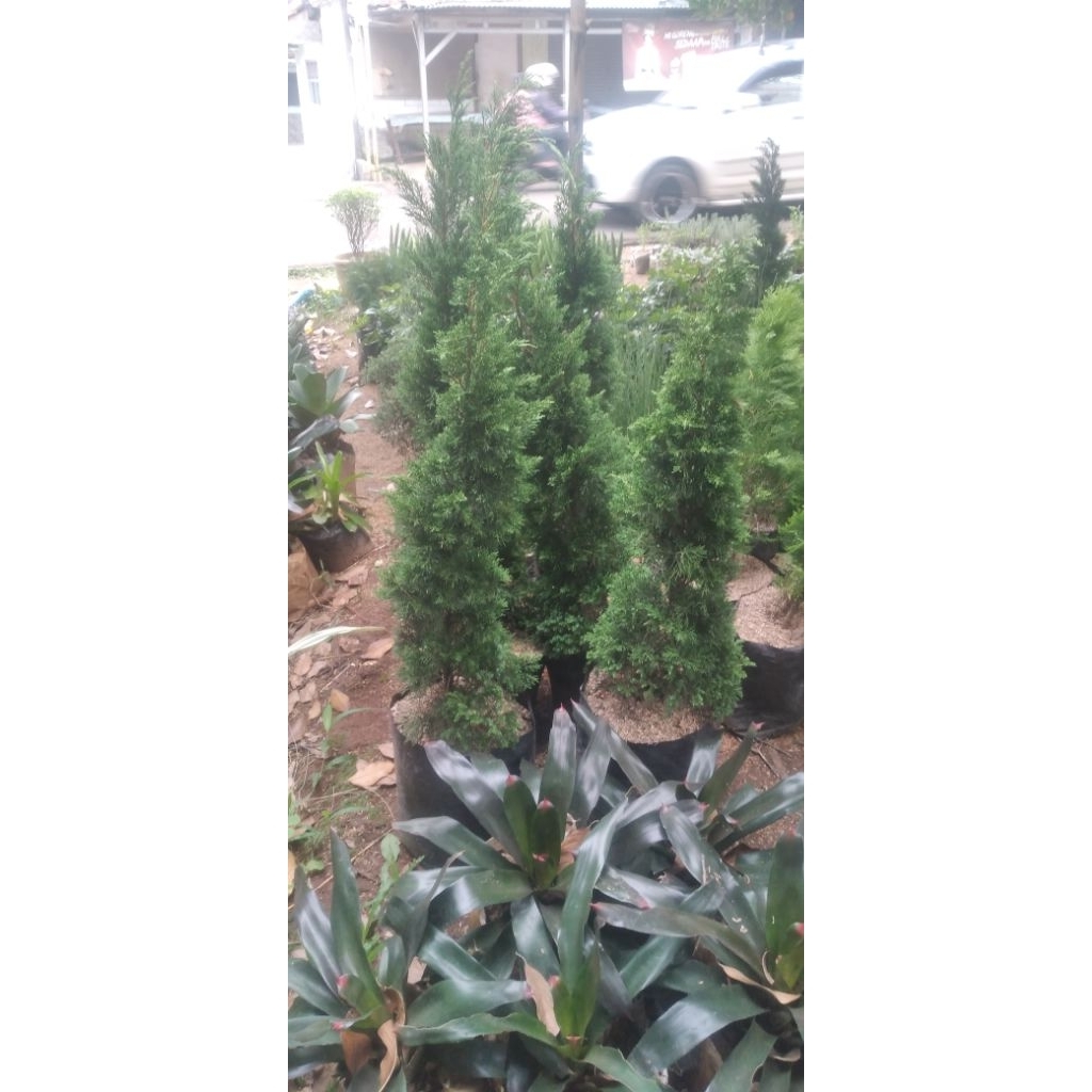 tanaman hias cemara lilin tretes tinggi 1 meter