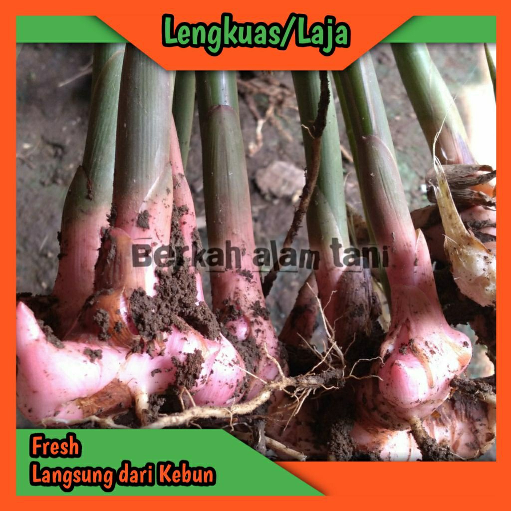 

Lengkuas/laja fresh langsung dari kebun 250 gr, 500gr, 1000gr