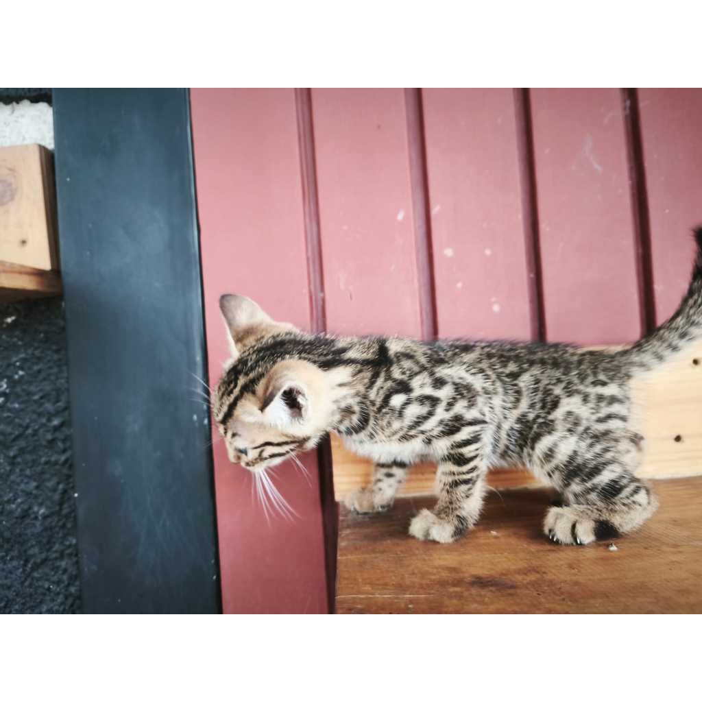SOLD // Kucing Bengal - Kitten (jantan_02)