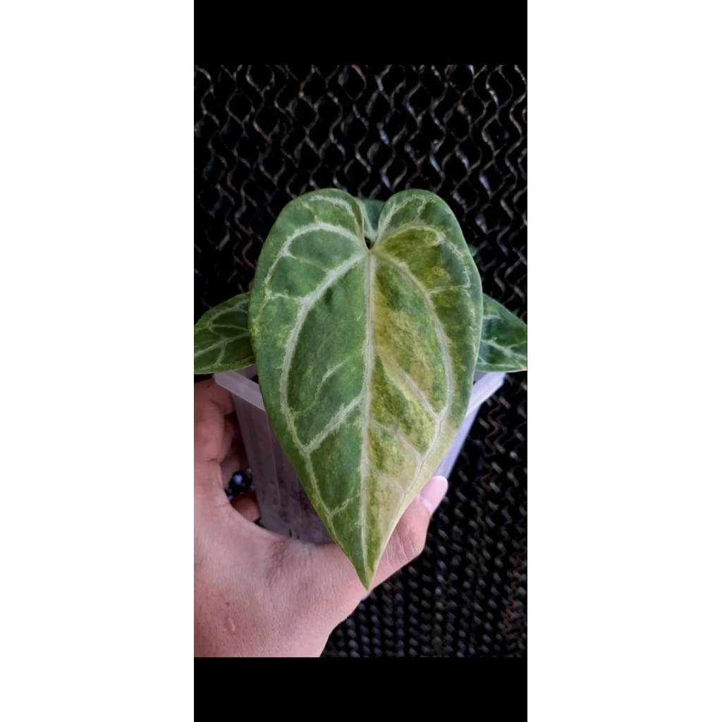 anthurium magnificum variegata