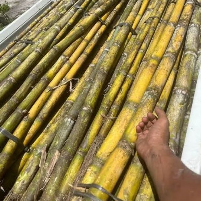 

TEBU IJO BR 62 1KG FRESS POTONG LANGSUNG KIRIM