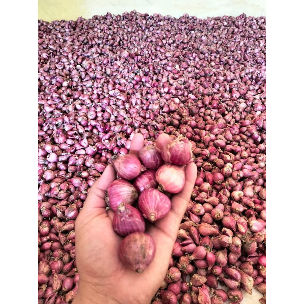 

bawang merah nganjuk termurah kering dan bersih