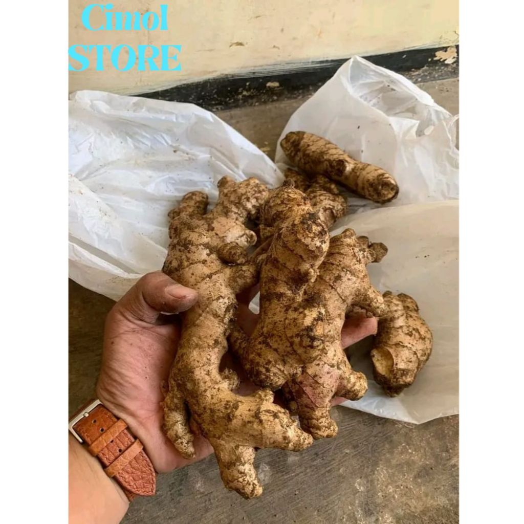 

Jahe Gajah / Lokal Fresh