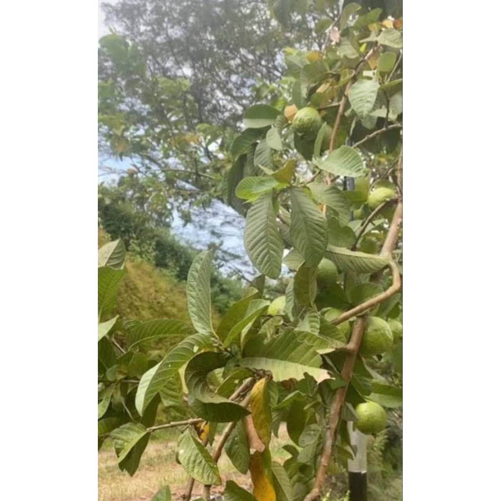 

jambu biji merah