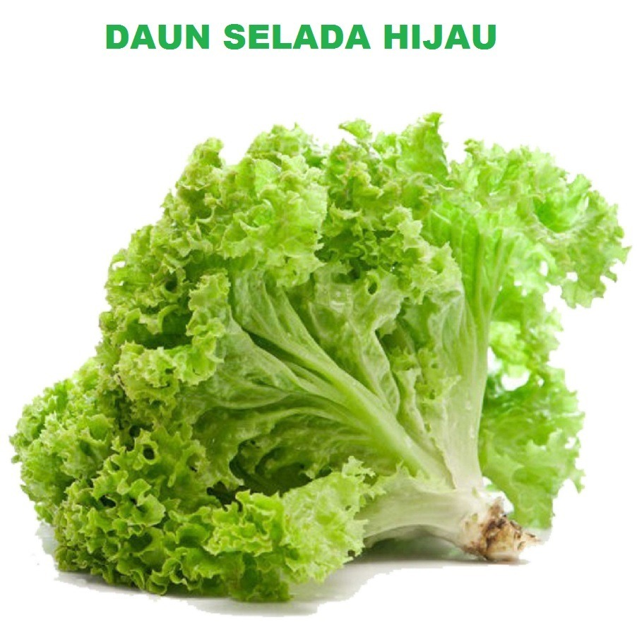 

Daun Selada Keriting Selada Bokor Fresh KIRIM INSTAN & SAMEDAY