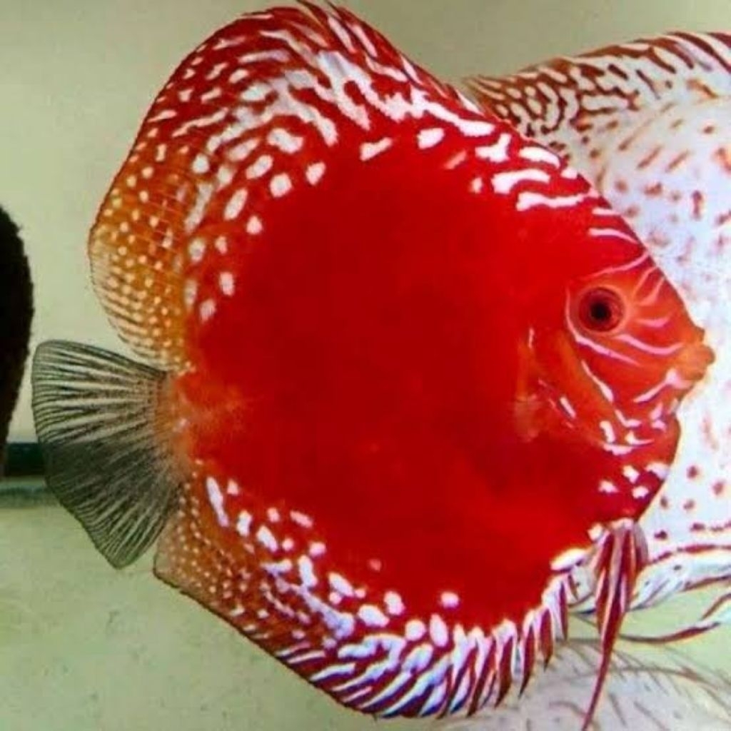 discus red raflesia hiasan aquarium 1cm