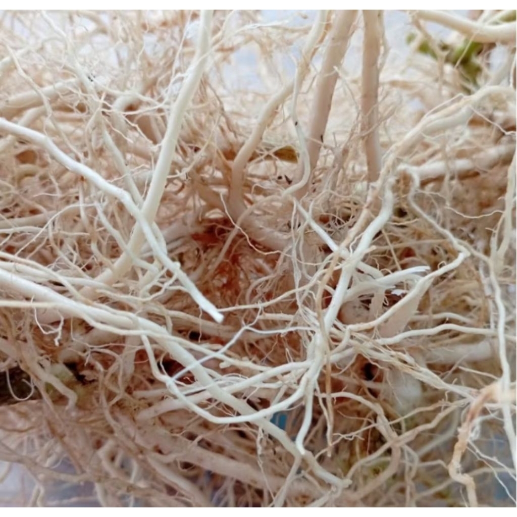 

AKAR ANTING ANTING SEGAR 100 gram