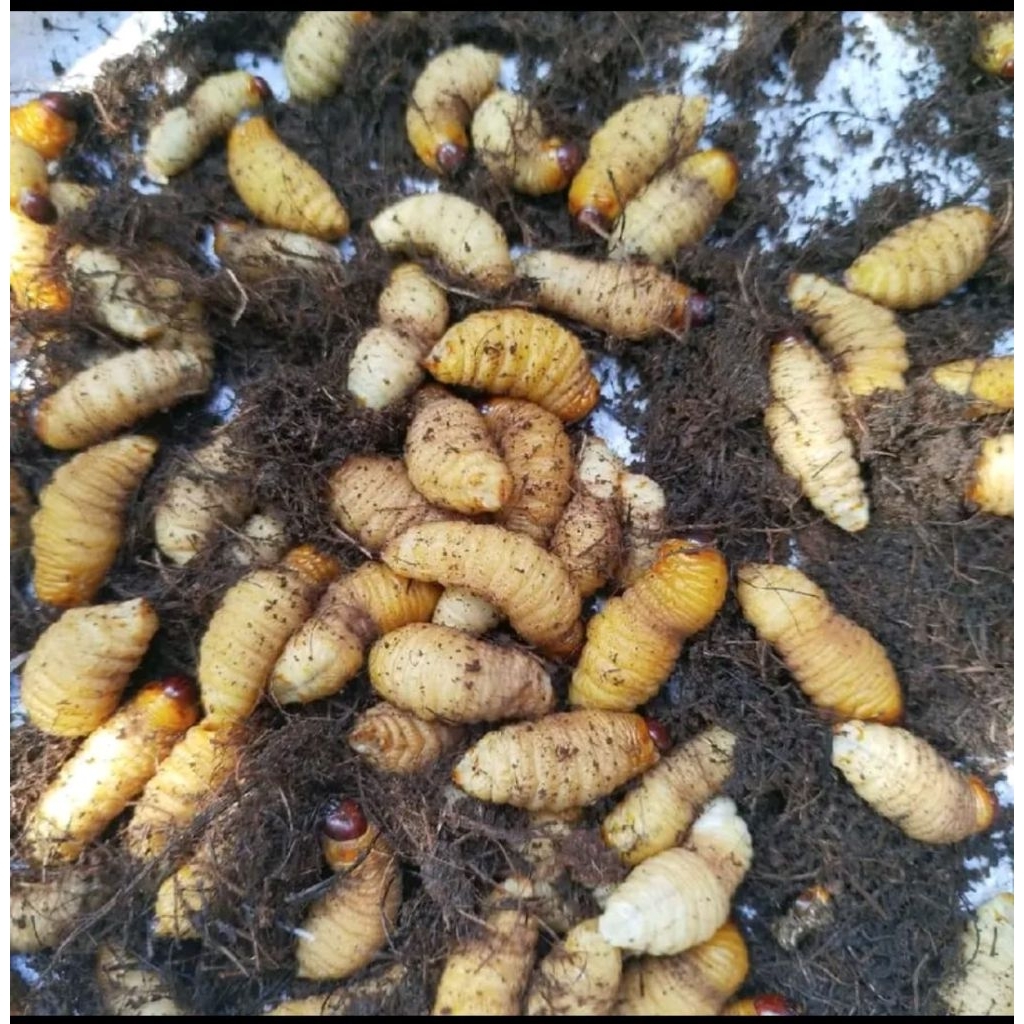 ulat sagu gondon pohon aren gemoy gemoy 17 biji hidup