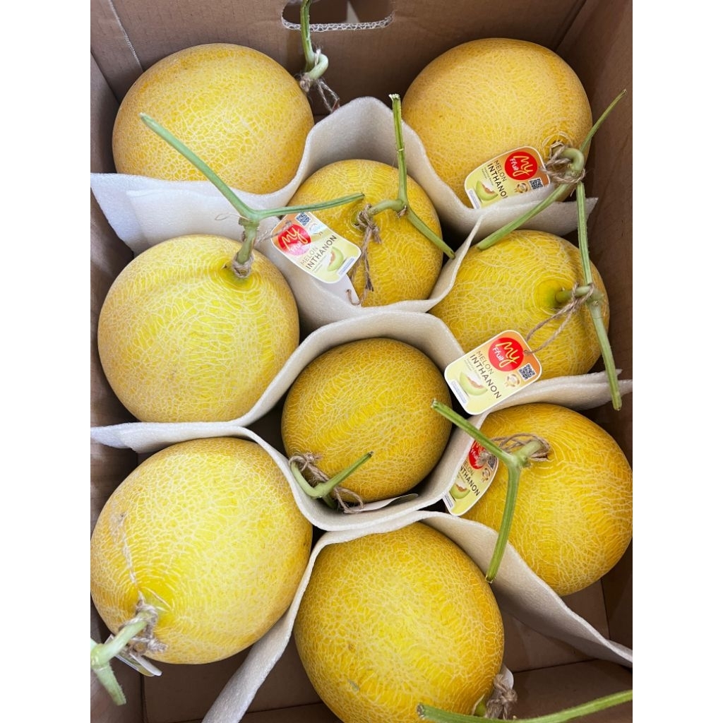 

Melon Inthanon My Fruit size L