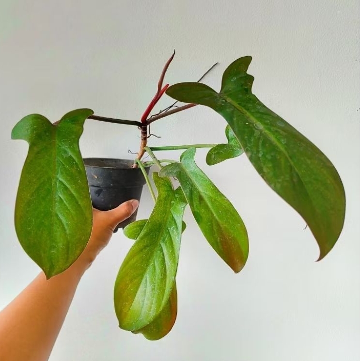 Philodendron Florida bronze