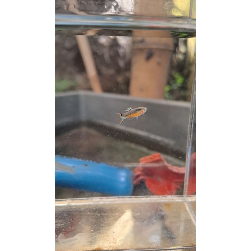 Stiker Endler Santa Maria ( Poecilia Wingei )