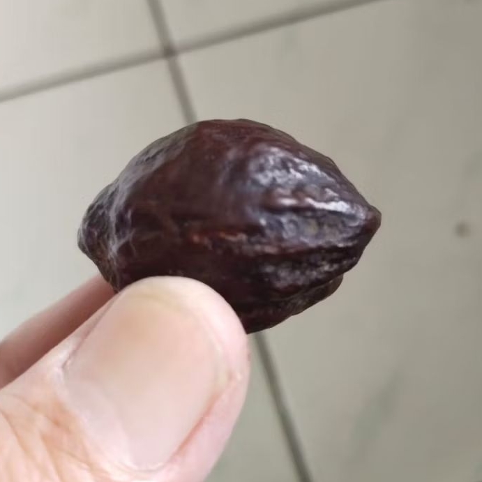 Kemiri Adu Muncang Adu Jabra Gotik Junior Matang