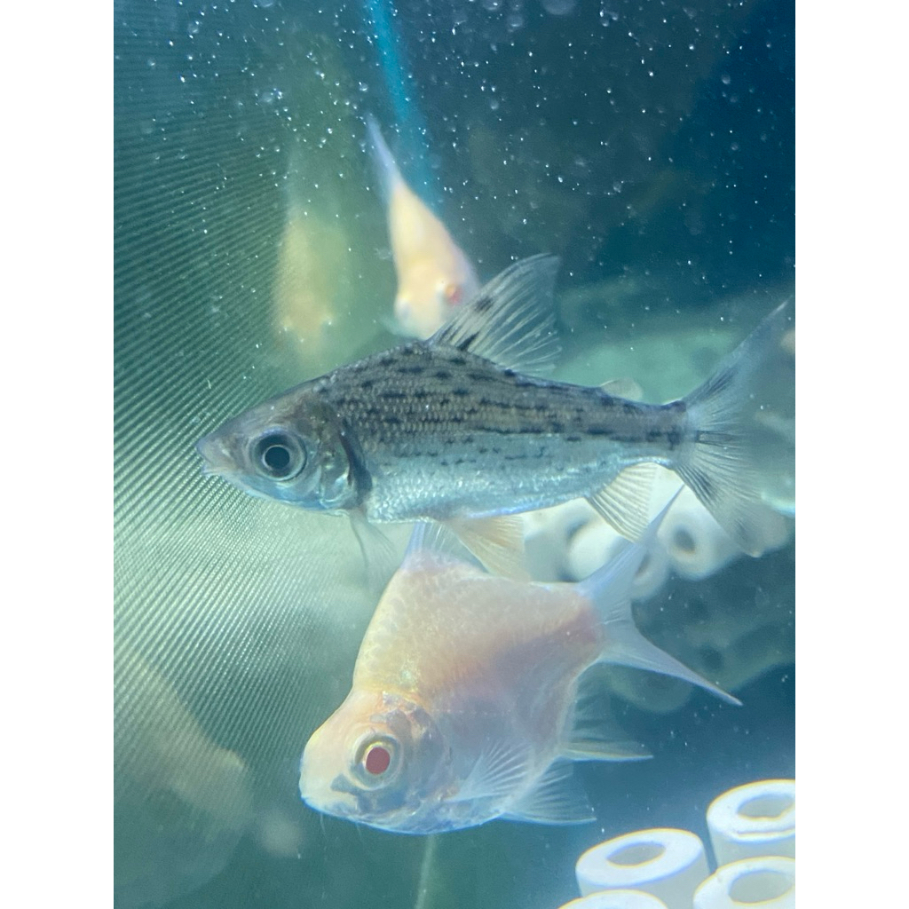 Hiasan Aquarium rff red fei feng (FREE BOX STYROFOAM DAN GARANSI)