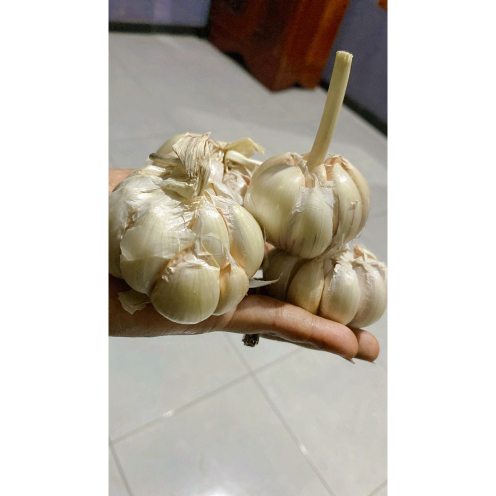 

bawang putih shinco