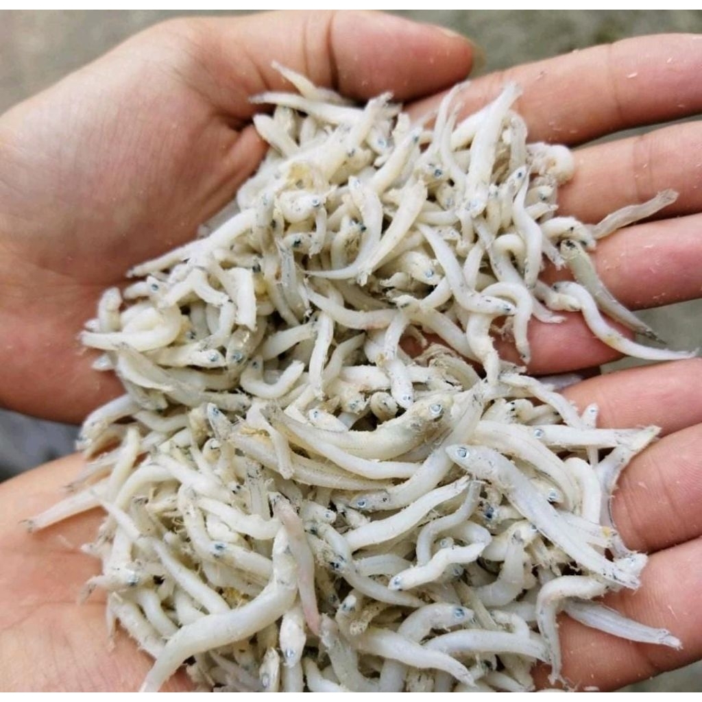 

Teri Nasi oleh-oleh khas Pangandaran 250 gram