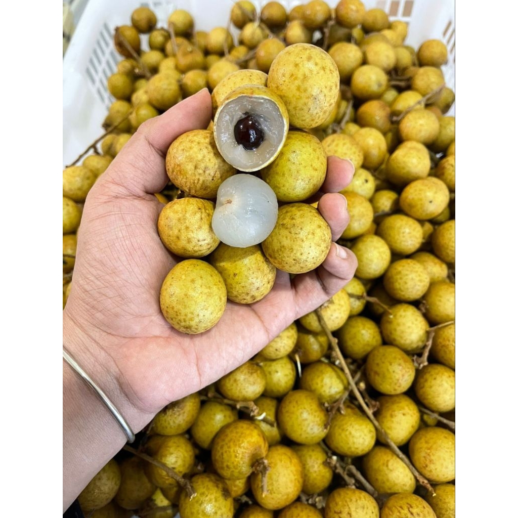 

Kelengkeng Jumbo manis 500gr