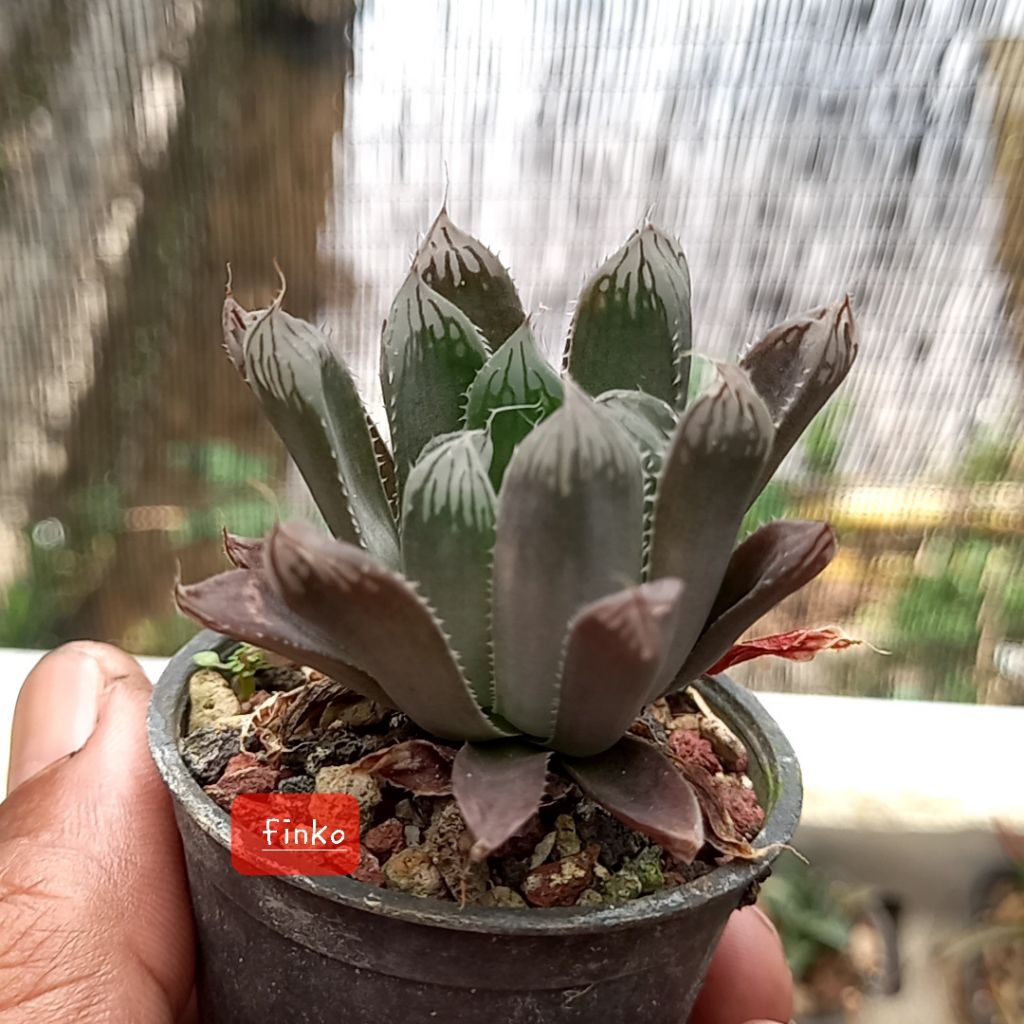 haworthia obtusa purple lens