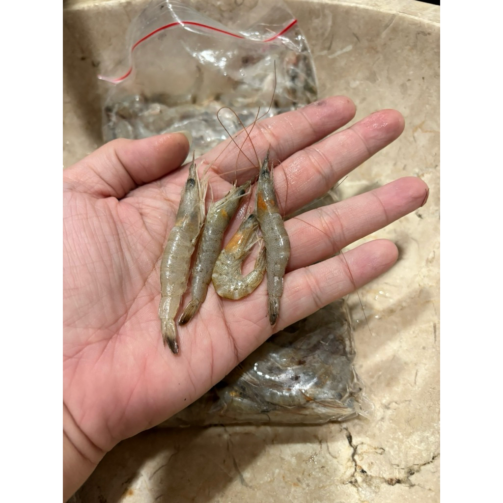 

Udang Api fresh beku size Small S, kemasan 500gr