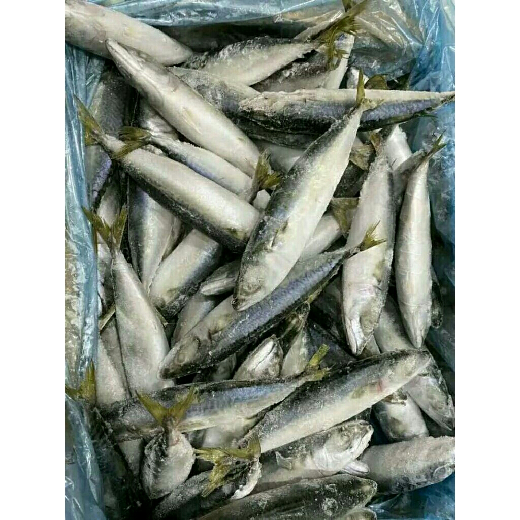 

ikan salem frozen 1kg / ikan salem segar beku / ikan salam
