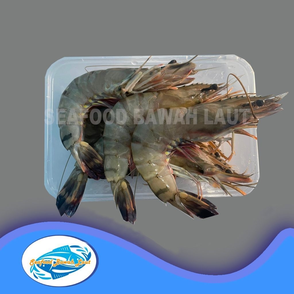 

udang pancet (tiger) ukuran besar