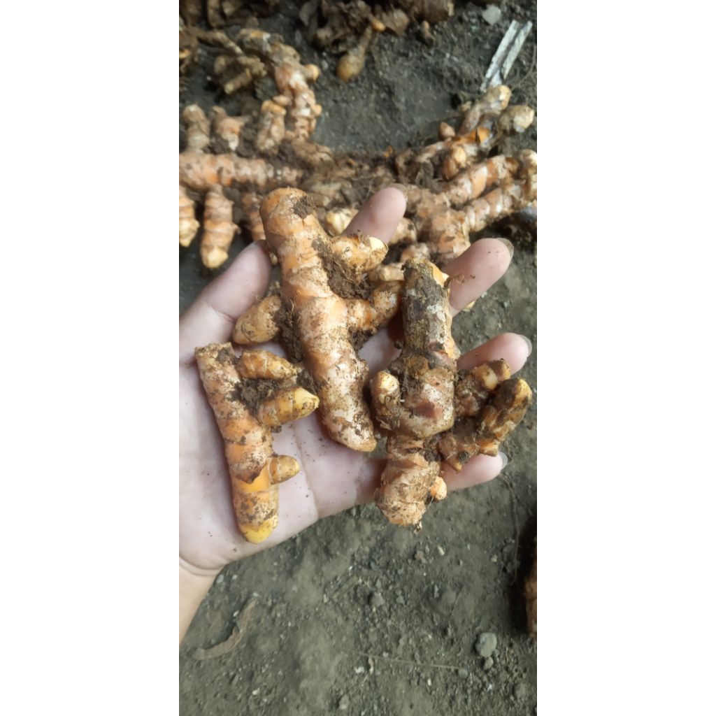 

kunyit bumbu dapur rempah rempah