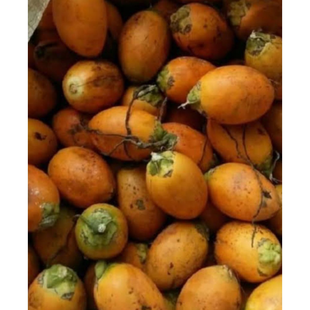 

HARGA MURAH BUAH PINANG TUA KUNING jambe Wangi 1 KG