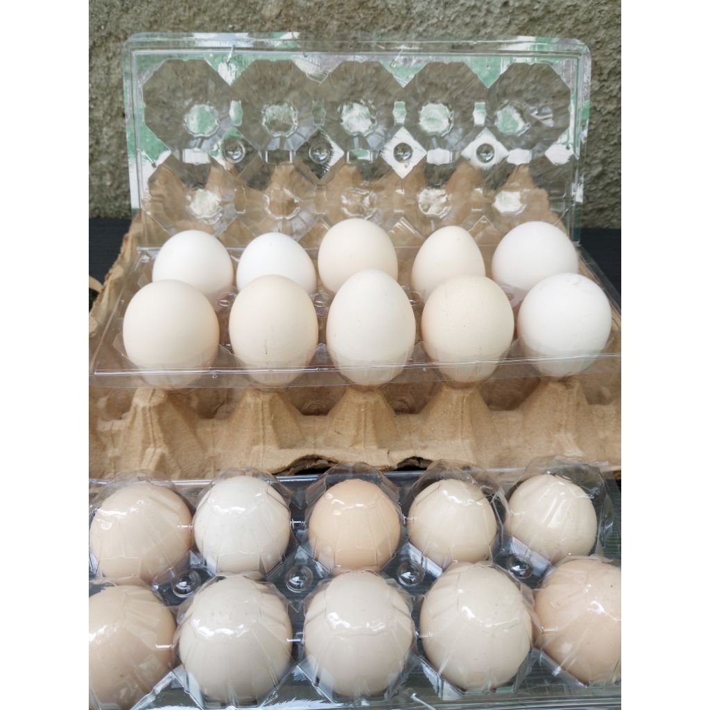 

TELUR OMEGA (TELOR AYAM KAMPUNG) isi 10 butir