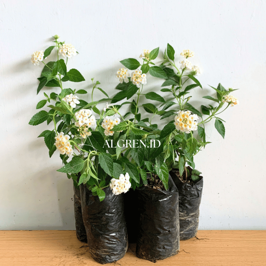 Lantana (Polybag) | Lantana camara |Tanaman Hias Berbunga | Tanaman Hias Lantana Kuning | Tanaman Hi